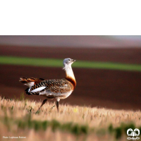 گونه میش مرغ Great Bustard